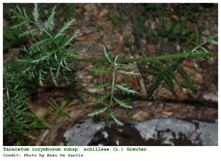 Tanacetum corymbosum subsp. achilleae (L.) Greuter